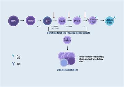 Contribution of the TIME in BCP-ALL: the basis for novel approaches therapeutics